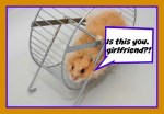 hamster-wheel