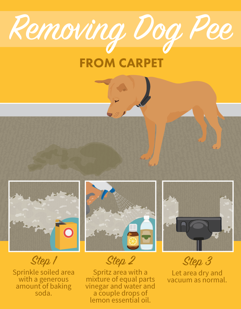 removing-dog-pee-carpet