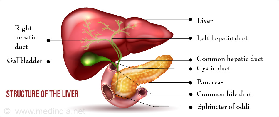 about-liver-and-bile